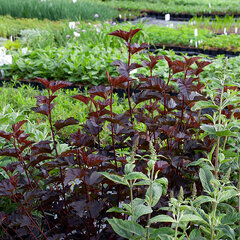 3243299_physocarpus_midnight_01