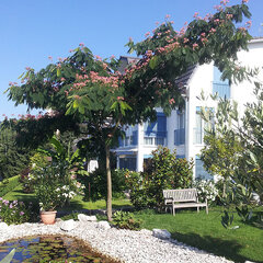 9233749_albizia_ernest_wilson_01