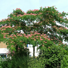6254206_albizia_ombrella_03