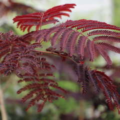 6254056_albizia_summer_chocolate_01