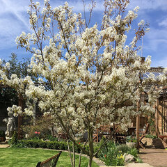 2252689_amelanchier_lamarckii_03