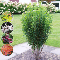 5254513_amelanchier_rainbow_pillar_04