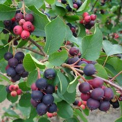 2231999_amelanchier_sleyt_03