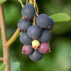 3251997_amelanchier_thiessen_02