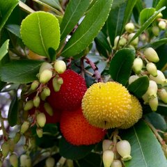 7251855_arbutus_unedo_01