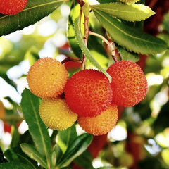 7251855_arbutus_unedo_04