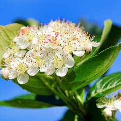 6252514_aronia_aron_01