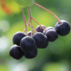 6250171_aronia_nero_04