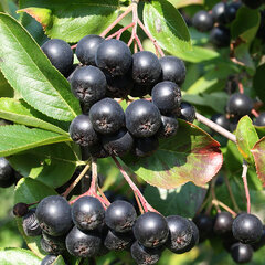 1660_aronia_viking_05