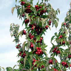 10243105_cornus_jolico_03