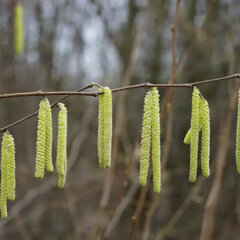 3244209_corylus_webbs_01