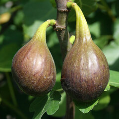 6253808_ficus_brown_turkey_01