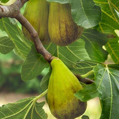 6232763_ficus_dalmacia_01