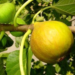 3252961_ficus_dotato_01