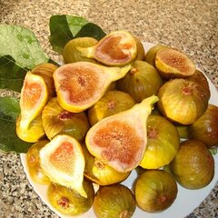 02201581_ficus_francesca_01