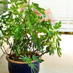 3252781_ficus_little_miss_figgy_03