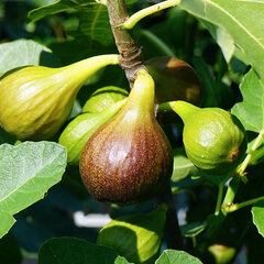 3212764_ficus_peretta_02