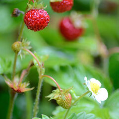 6252895_fragaria_alexandria_01