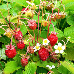 6252895_fragaria_alexandria_02