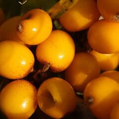 9256012_hippophae_friesdorfer_orange_01