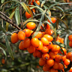 5221724_hippophae_leikora_01