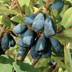 10250172_lonicera_blue_pacific_01