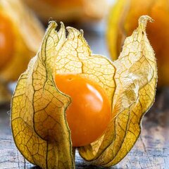 4212826_physalis_goldvital_01