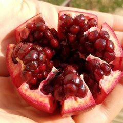 4223385_punica_granatum_acco_01
