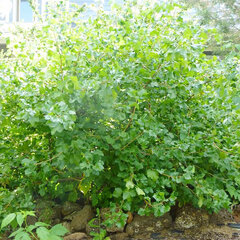 3210174_ribes_jostaberry_01