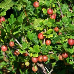 4212828_ribes_spinefree_01