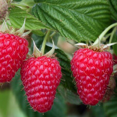 7252042_rubus_autumn_bliss_02