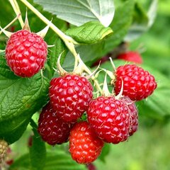 7251585_rubus_malling_promise_02