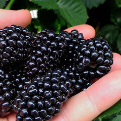 6213053_rubus_navaho_01