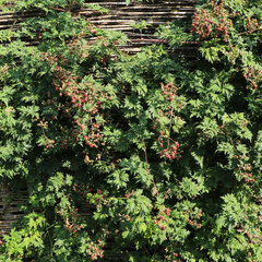 2223469_rubus_thornfree_evergreen_01