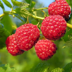9254842_rubus_willameette_03
