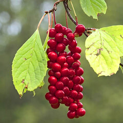 2253373_schisandra_chinensis_sadova_01