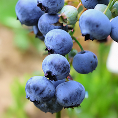 9254850_vaccinium_bluejay_03