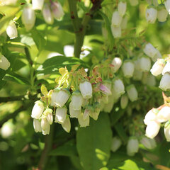 3231858_vaccinium_brigitta_01