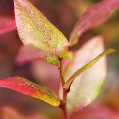 3232121_vaccinium_spartan_01