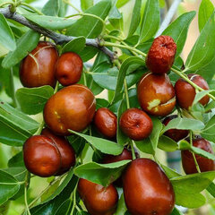 9244210_ziziphus_dong_04