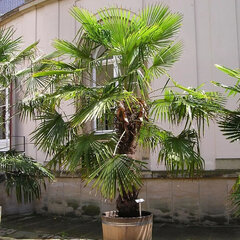 4254644_trachycarpus_fortunei_02