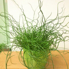 3240864_juncus_spiralis_02