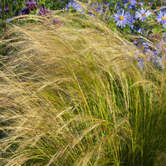 7250474_stipa_pony_tails_07