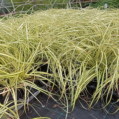 6240089_carex_evergold_01