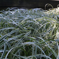 5221195_carex_feather_falls_01