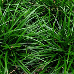 2251229_carex_irish_green_01