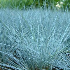 5251040_festuca_glauca_azurit_03