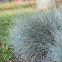 9223631_festuca_blauglut_01