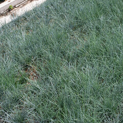 5221004_festuca_glaucantha_01