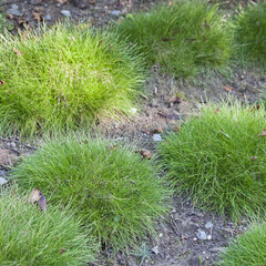 5250196_festuca_pic_carlit_01
